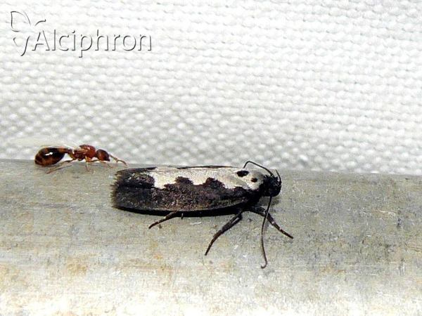 Ethmia haemorrhoidella