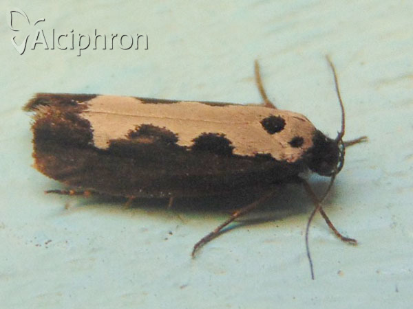 Ethmia haemorrhoidella