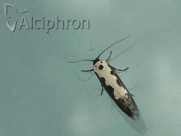 Ethmia haemorrhoidella