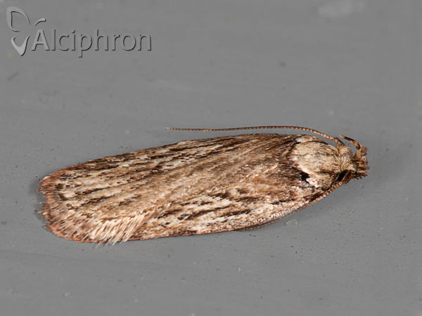 Depressaria radiella