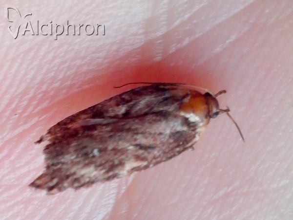 Depressaria radiella