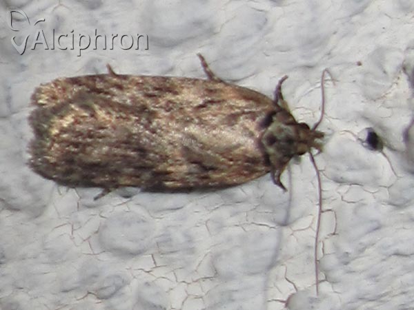 Depressaria radiella