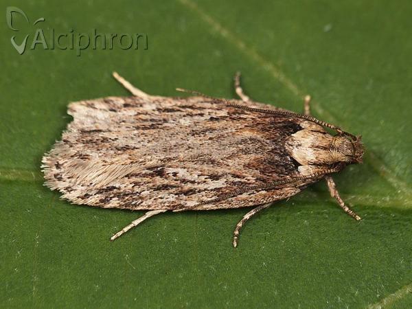 Depressaria radiella
