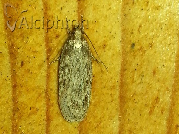 Depressaria radiella