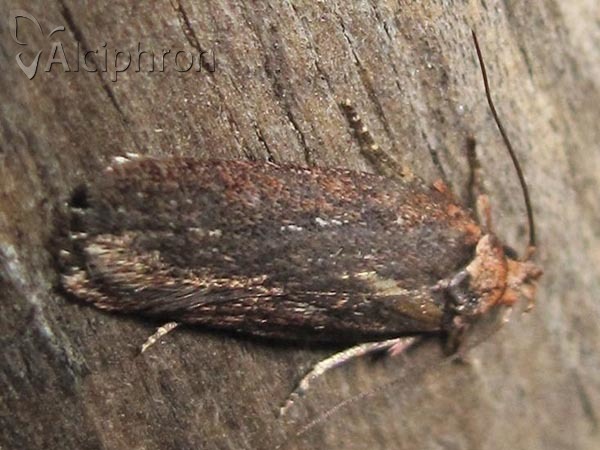 Depressaria pimpinellae