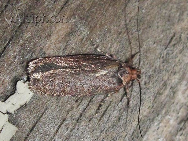 Depressaria pimpinellae