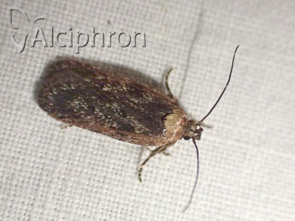 Depressaria pimpinellae