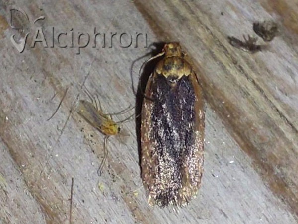 Depressaria pimpinellae