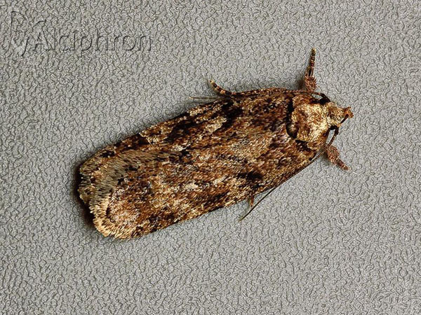 Depressaria douglasella