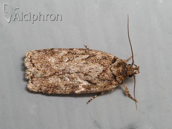 Depressaria douglasella
