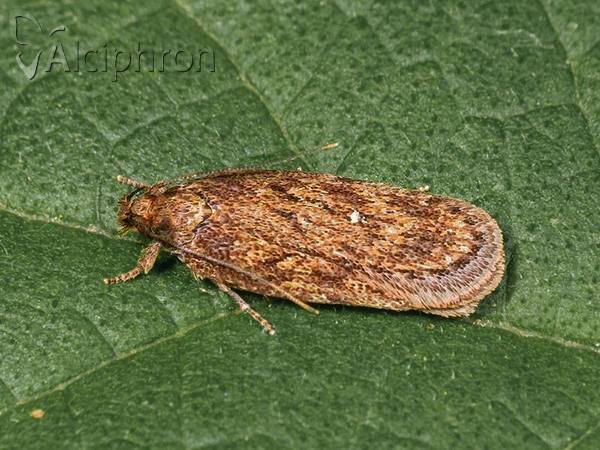 Depressaria albipunctella