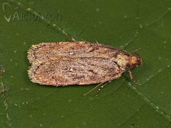 Depressaria albipunctella