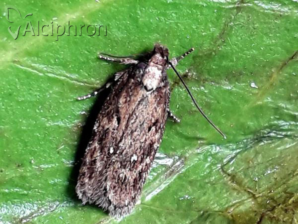 Depressaria albipunctella