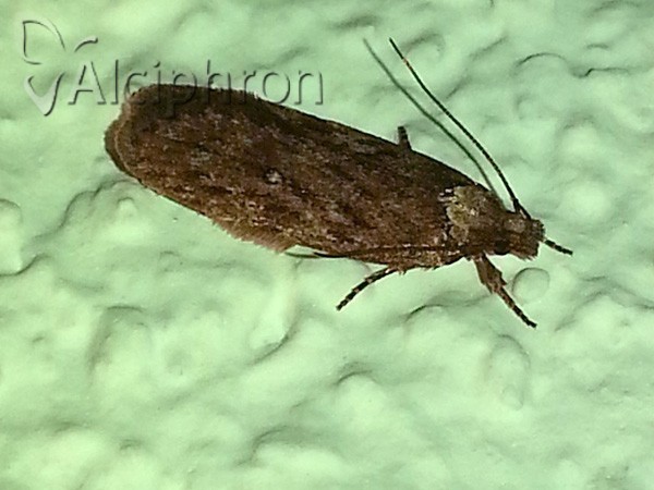 Depressaria albipunctella