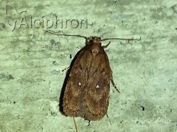 Depressaria albipunctella