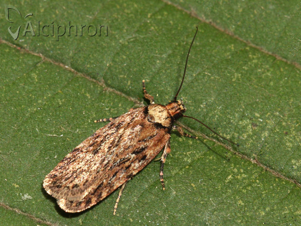 Depressaria chaerophylli