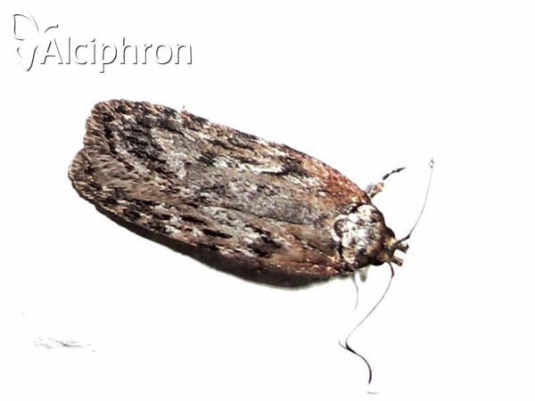 Depressaria chaerophylli