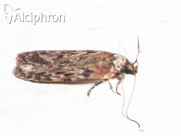 Depressaria chaerophylli