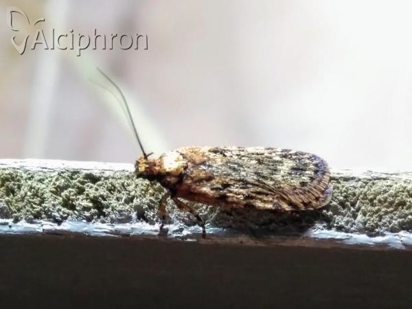 Depressaria chaerophylli