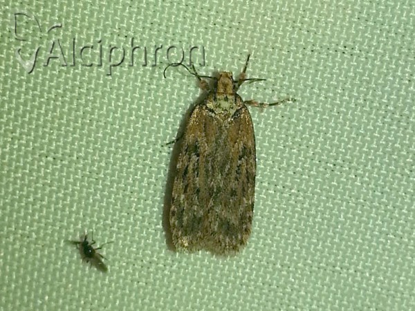 Depressaria chaerophylli