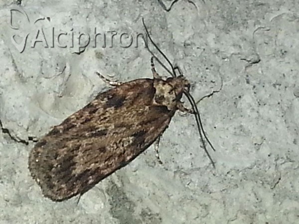 Depressaria chaerophylli