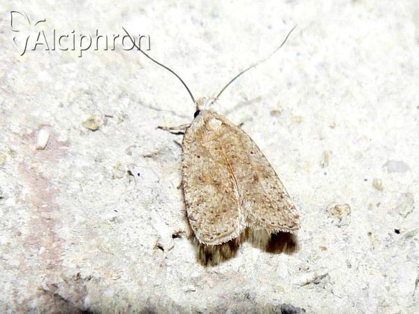 Depressaria discipunctella