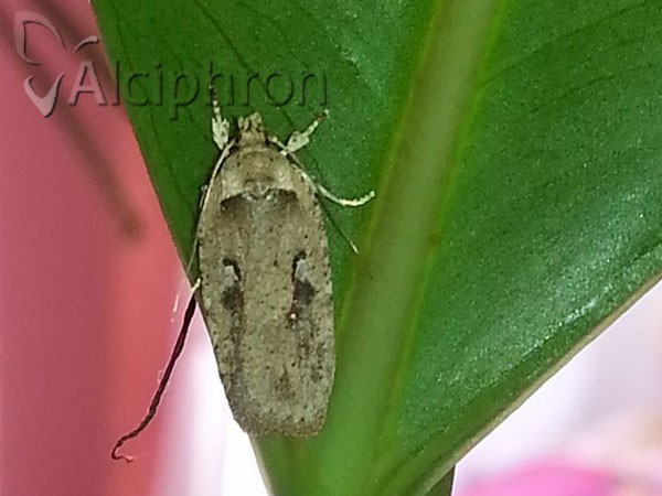 Agonopterix ocellana