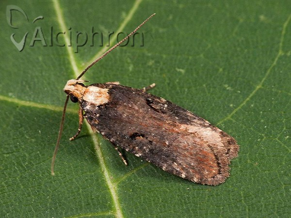 Agonopterix liturosa