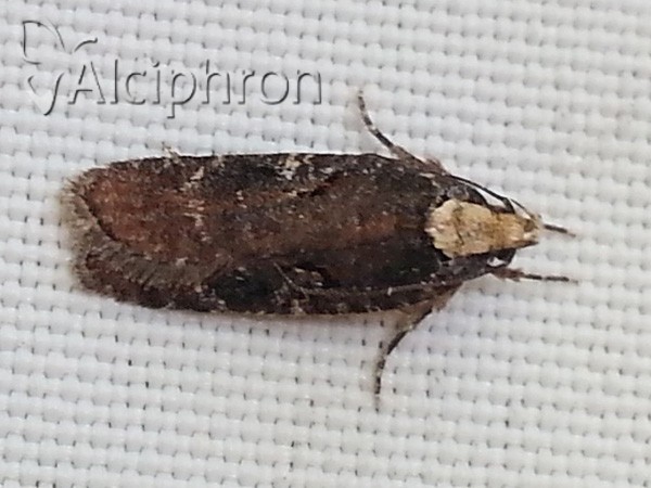 Agonopterix liturosa