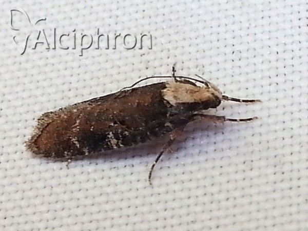 Agonopterix liturosa