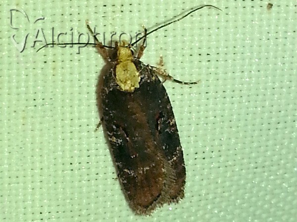Agonopterix liturosa
