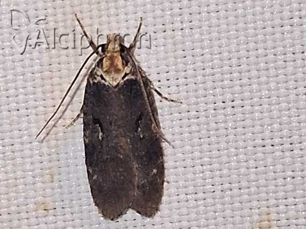 Agonopterix liturosa