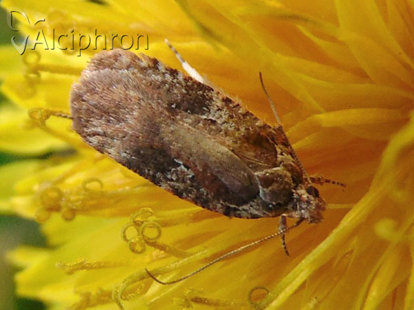 Agonopterix purpurea