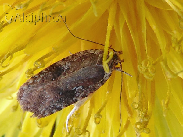 Agonopterix purpurea