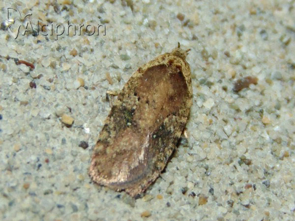 Agonopterix purpurea