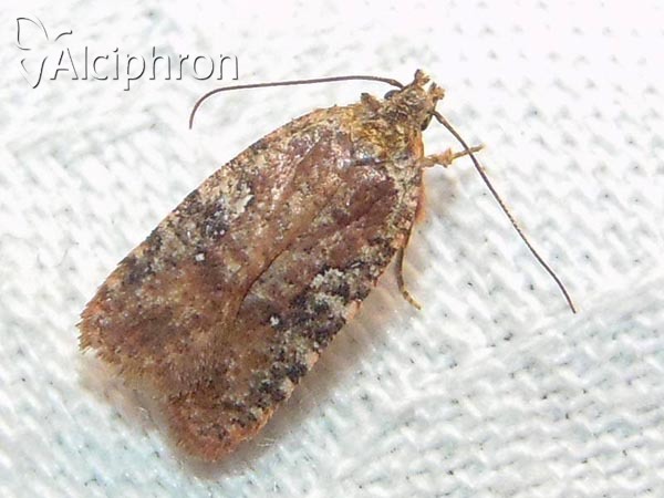 Agonopterix purpurea