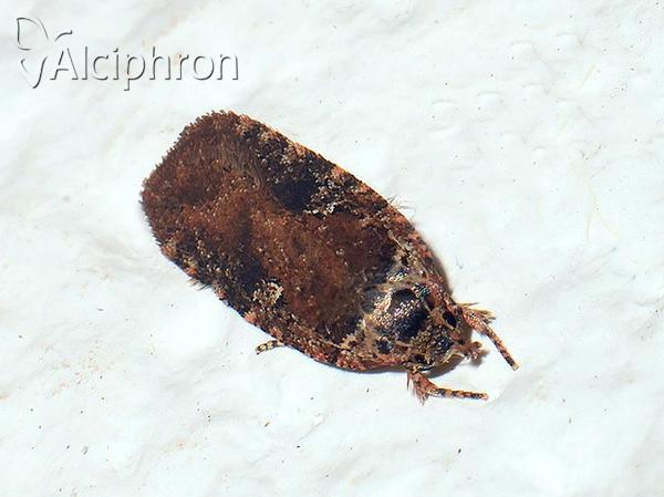 Agonopterix purpurea