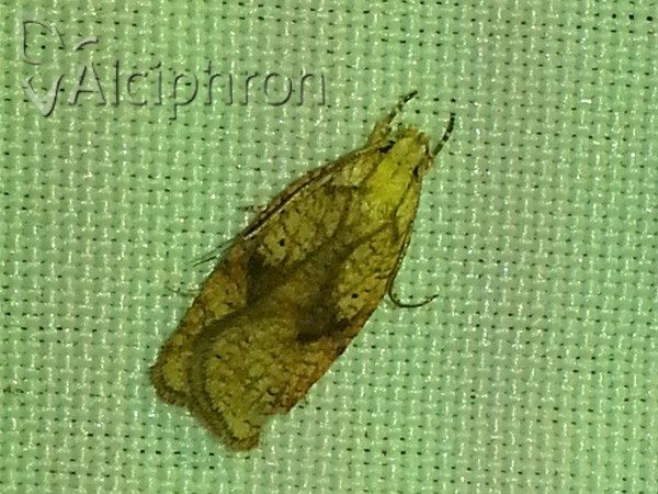 Agonopterix doronicella