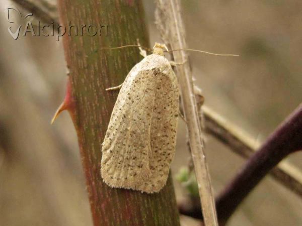 Agonopterix scopariella