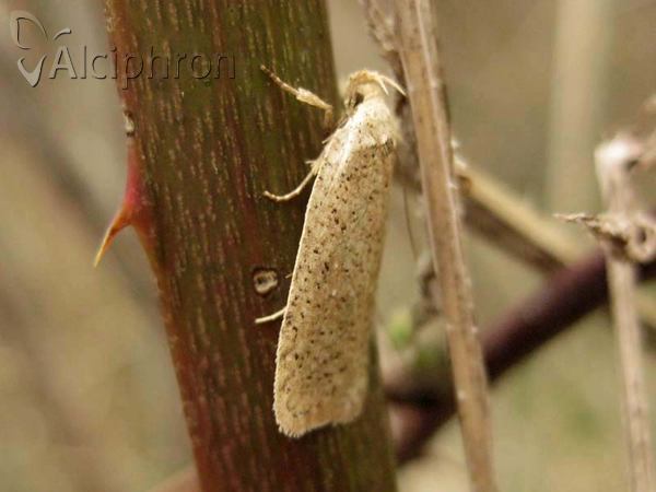 Agonopterix scopariella