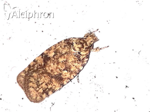 Agonopterix ferocella