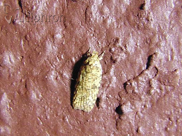 Agonopterix ferocella