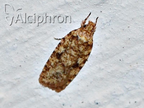 Agonopterix ferocella
