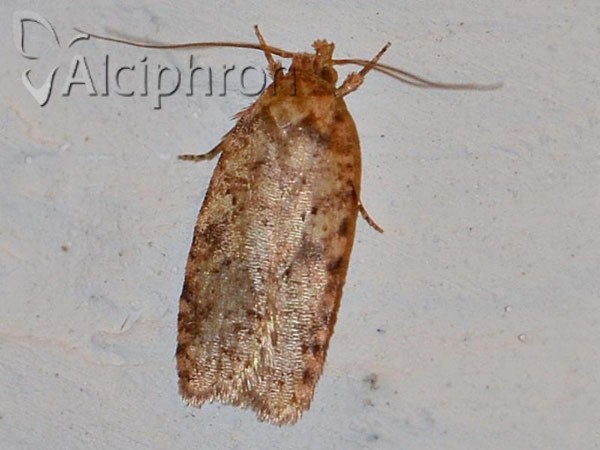 Agonopterix ferocella