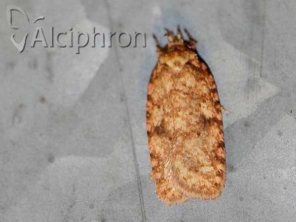 Agonopterix ferocella