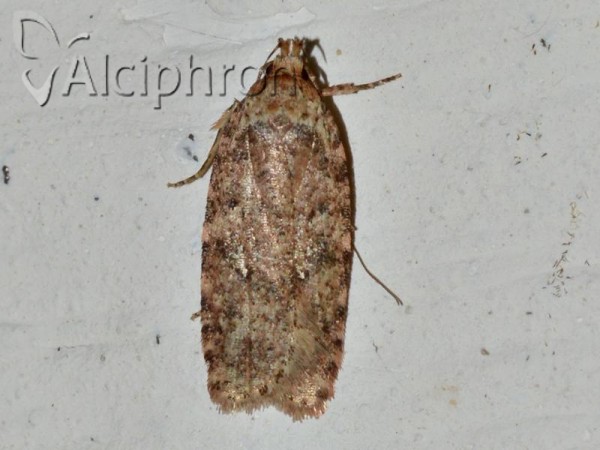 Agonopterix ferocella