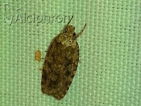 Agonopterix ferocella
