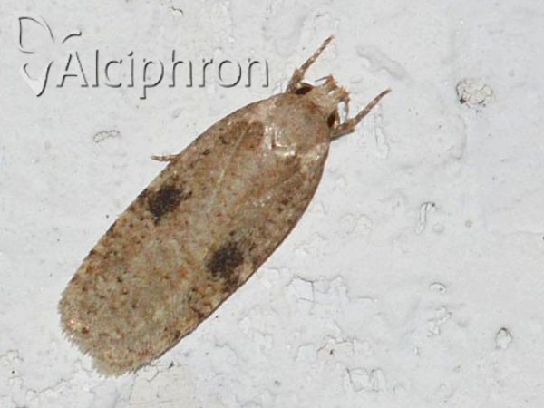 Agonopterix propinquella