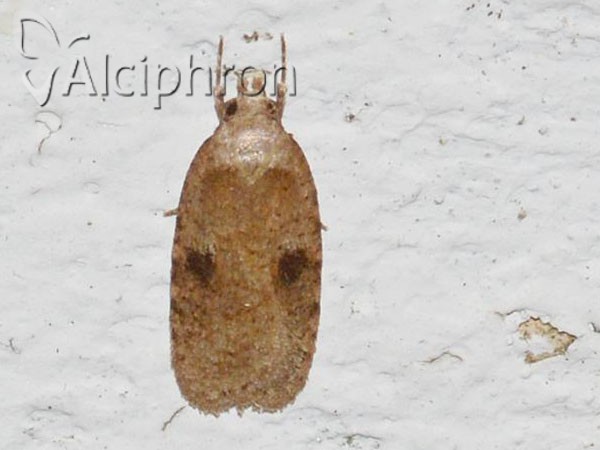 Agonopterix propinquella