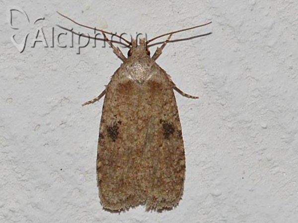 Agonopterix propinquella